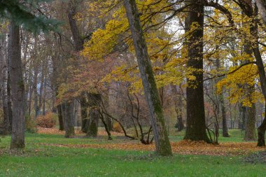 Sonbahar Ağaçları: Mevsimin canlı renkleriyle süslenmiş ağaçlarla dolu sakin bir manzara