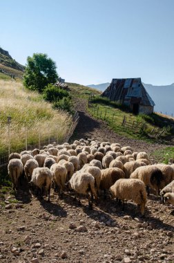 Büyük bir koyun sürüsü, güneşli bir günde tuhaf bir kır evine doğru bir dağ yoluna çıkıyor.