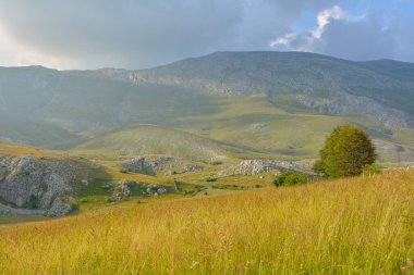 Çimenli tarla ağaçlarıyla manzaralı dağ manzarası ve bulutlu gökyüzünün altında görkemli bir tepe.