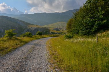 Bulutlu bir gökyüzünün altında yeşil çimenler ve ağaçlarla çevrili manzaralı bir dağ yolu.