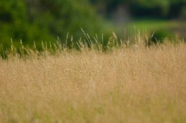 Uzun kuru otlardan oluşan altın çayır rüzgarda sallanıyor arka planda yeşil çalılar