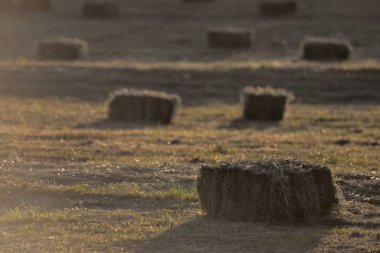 Saman balyaları güneşten sırılsıklam olmuş bir tarlayı kaplıyor. Ekin altından sonra sakin bir kırsal manzara yaratıyor.