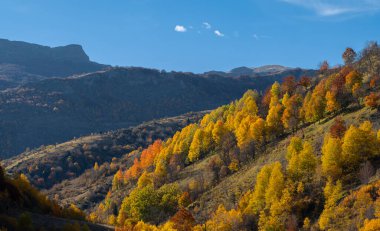 Sonbahar dağ yamacı: Altın ağaçlar açık mavi gökyüzünün altında çağlayarak mevsimsel dönüşümü çağrıştırıyor