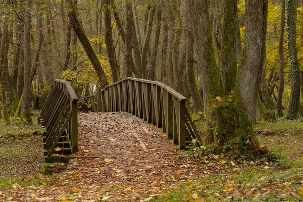 Dağılmış yapraklarla kaplı tahta köprü sakin bir sonbahar ormanında doğanın sakin geri çekilmesini sağlıyor.
