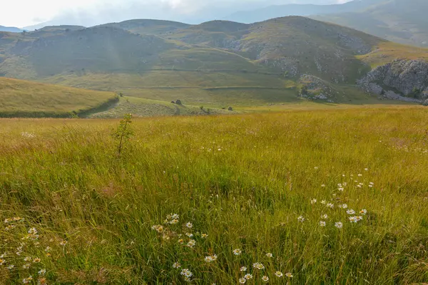 Dağ vadisinde uzun otlar ve papatyalarla manzaralı sisli aydınlık doğa manzarası