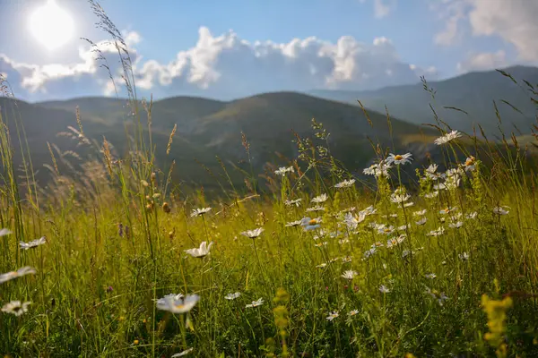 Parlak güneşli gökyüzünün altında papatya ve uzun otlarla dolu manzaralı dağ çayırı. Doğanın güzelliği.