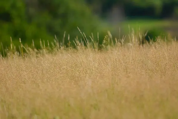 Uzun kuru otlardan oluşan altın çayır rüzgarda sallanıyor arka planda yeşil çalılar