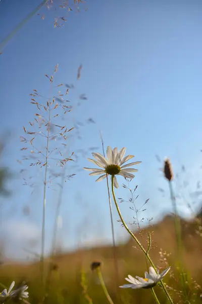 Papatya kır çiçeklerinin arasında güneşe uzanan açık mavi bir gökyüzü var.