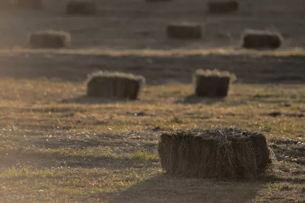 Saman balyaları güneşten sırılsıklam olmuş bir tarlayı kaplıyor. Ekin altından sonra sakin bir kırsal manzara yaratıyor.