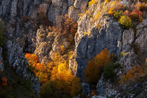 Sonbahar ağaçları, parlak sonbahar renklerinde bir dağ vadisinin engebeli, güneşli kayalık uçurumlarına tutunur.