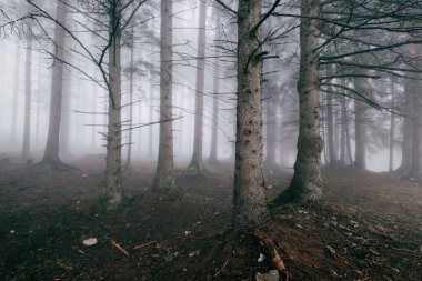 Uzun ve çıplak ağaçlarla kaplı sisli bir orman, gizem ve atmosferle örtülü sakin bir manzara yaratıyor.