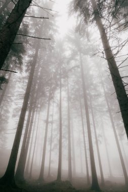 Sisli Orman tepe örtüsü: Yükselen ağaçlar yoğun bir siste kaybolur ve gizemli bir orman atmosferi yaratır