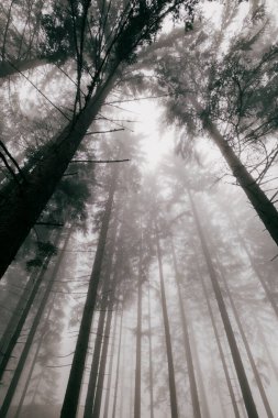 Sisli orman gölgeliği gökyüzüne doğru uzanıyor. Uzun ağaçlar siste kayboluyor. Huzurlu ve gizemli bir doğal manzara.