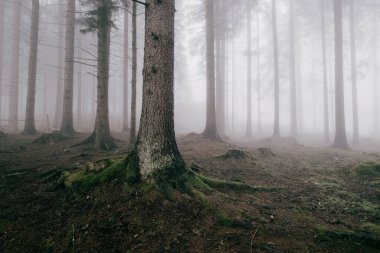Sisli orman sahnesinde sisle kaplanmış uzun ağaçlar sakin ve atmosferik bir orman gizem ve sükunet hissi uyandırır.