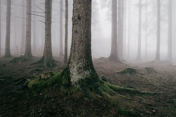 Sisli orman, uzun düz ağaçlarla kaplı zemin yosun ve çürüyen yapraklarla kaplı gizemli bir orman manzarası yaratıyor.