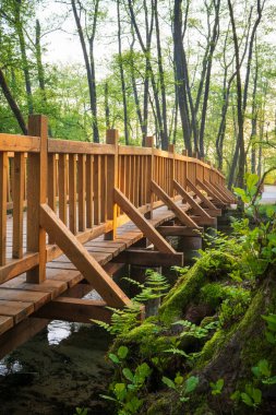 Kırsal ahşap köprü sakin bir ormanda yumuşak bir dereyi geçer. Huzurlu ortamda bol miktarda yosun ve canlı yapraklar var. Huzurlu bir manzara yaratıyor..