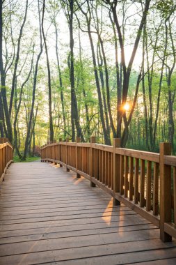 Tahta bir köprü ormanın içinden geçer, güneş ışığı ağaçların arasından son durağına doğru akar. Sessiz doğa sahnesi. 