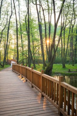Güneş ışığı, dingin bir derenin üzerindeki ahşap köprüyü aydınlatır. Yeşil ağaçlar sakin bir orman yaratır. Bir yol huzurlu bir yere götürür, doğanın huzuruyla güçlenir..