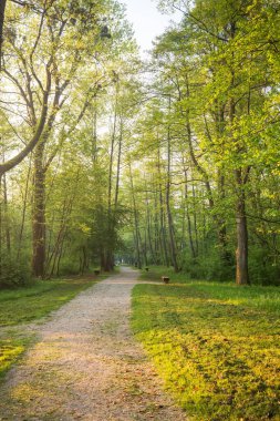 Bereketli bir güneşte esen manzaralı bir yol ormanı süslüyor keşif ve sükuneti davet eden sakin doğa manzarası