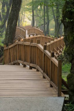 Parmaklıkları olan ahşap bir köprü yemyeşil bir ormanın içinde dolaşır, sakin bir yol yaratır, keşfi ve doğayla bağlantıyı davet eder..