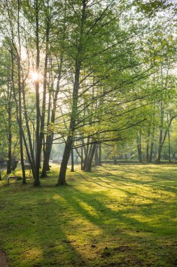 Uzun, ince ağaçların arasından parlayan güneşin manzarası çimenli bir tarlaya gölge düşürüyor. Yapraklar yeşil ve yemyeşil, sakin ve huzurlu bir atmosferi var..