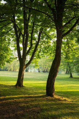 Bereketli yeşil çayır ve gölgeli olgun ağaçların olduğu güneşli park sahnesi. Doğanın güzelliğini ve sükunetini gösteren sakin bir manzara..