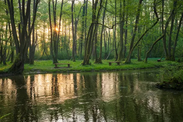 Yeşil ormanda bankları olan huzurlu bir nehir manzarası. Ağaçlar suya yansıyarak sakin ve doğal bir ortam yaratırlar. Rahatlamak için mükemmel..