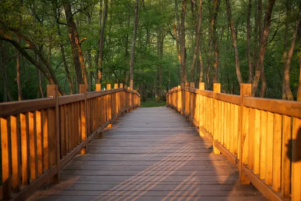 Yeşil ağaçlardan oluşan bir ormana giden uzun tahta bir köprü. Batan güneş, köprünün tahtasına yansıyarak sıcak ve davetkar bir sahne yaratıyor..