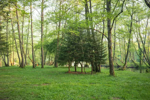 Verdant Woodland sahnesinde yemyeşil çimenler, uzun ağaçlar ve huzurlu bir dere manzarası huzurlu bir doğal manzara yaratır.