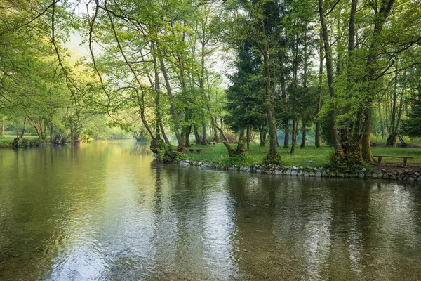 Bir ormanın içinden akan sakin bir nehrin huzur dolu manzarası, bankların kıyıya kapladığı. Suyu çevreleyen yeşil ağaçlar doğal bir ortam oluşturuyor..