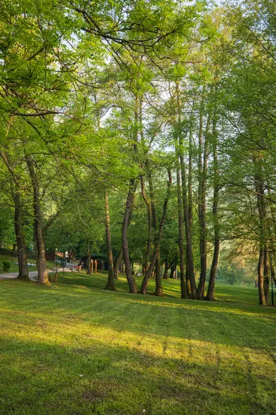 Yükselen ağaçların sakin manzarası sakin bir açık havada yeşil bir çayırda gölgeler bırakıyor..