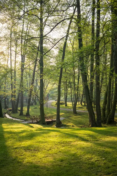 Güneş ışığı ağaçların arasından süzülerek çimlerin üzerinde benekli desenler oluşturur. Huzurlu ormanda küçük tahta bir köprü bir dere boyunca uzanır..