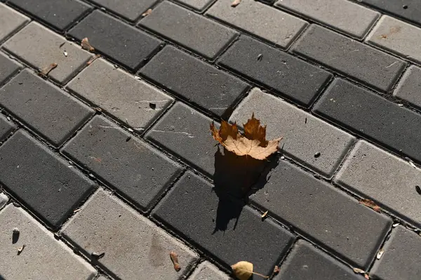 Çakıl taşlarının üzerinde yalnız bir yaprak yatıyor.