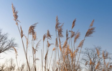 Kuru kamış rüzgarda sallanıyor