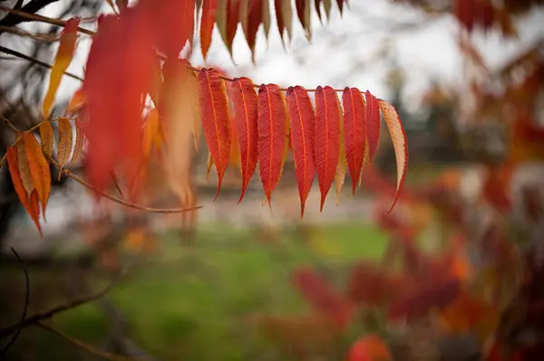 stock image  beautiful autumn orange leaves for background