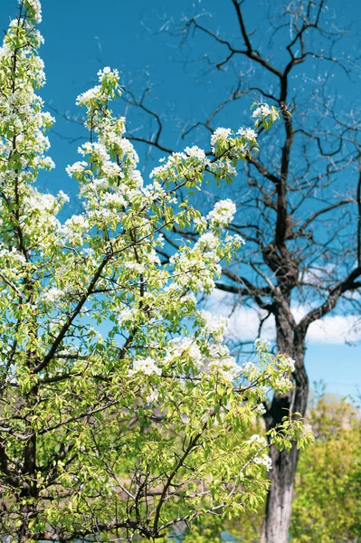 Kurumuş yaşlı bir ağacın arka planında çiçek açan genç bir ağaç