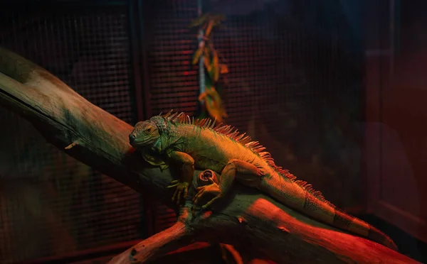 Hayvanat bahçesindeki kafeste bir dalda iguana.