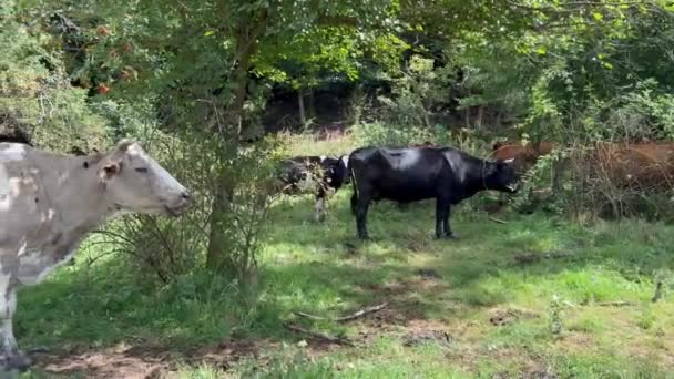 Troupeau Vaches Sans Abri Broutent Librement Dans Une Prairie Près — Video