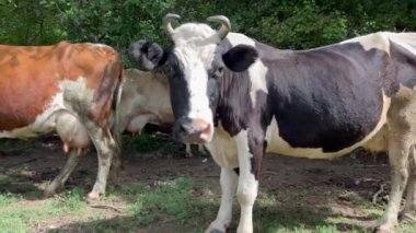 herd of homeless cows graze freely in a meadow near the river - fled after bombing from an agricultural farm, war in ukraine