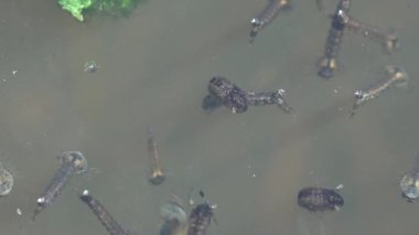 Sivrisinek larvaları, üçüncü aşama olan orman bataklığının karanlık sularında yavaşça yüzer ve dördüncü aşamaya geçmeye hazırdır. Vahşi böceklerin makro görünümü