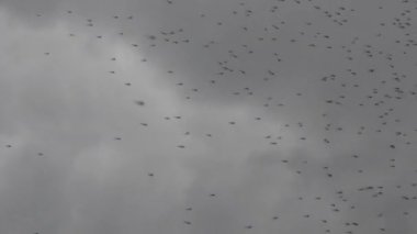 Kara yağmurlu gökyüzüne karşı üreme sırasında sivrisinek bulutlarında kaotik bir hareket.