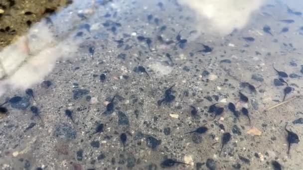Top View Water Which You Can See Movement Tadpoles Young — Stock video