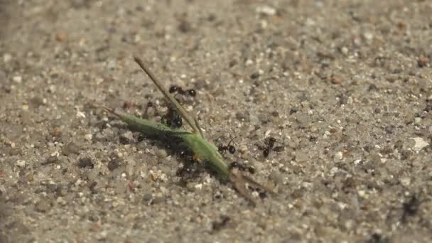 Zeitraffer Schwarze Ameisen Tragen Ihre Beute Ameisenhaufen Großköpfige Heuschrecke Acrididae — Stockvideo
