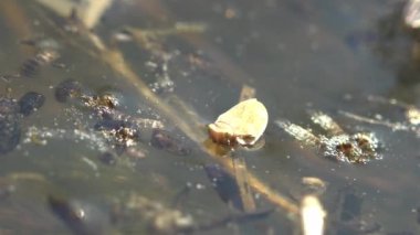 Sarı ağustos böceği algler arasında orman bataklığında yüzer. Yakınlarda büyük bir sivrisinek koşar.