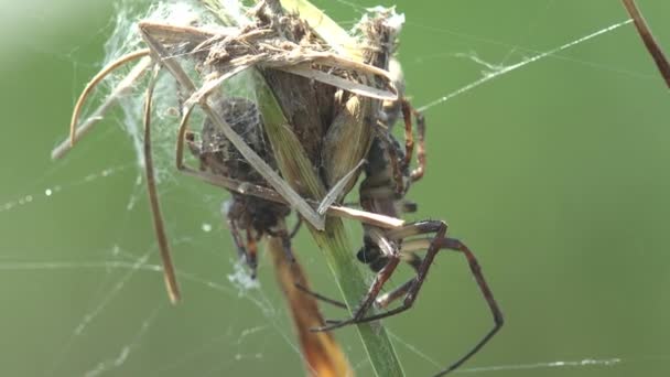 거미는 둥지를 틀었으며 거미줄 위장되어 — 비디오