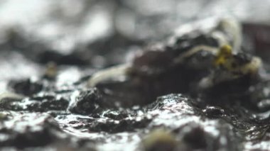 Vücudunun her yerinde halkalar olan, nemli, parlayan bir solucan, yağmurla ıslanmış topraklarda kaybolur.