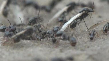 Makro görüş böceği: Ana kanatlı annelerin karınca yuvasından sürülmesi sırasında böcek karıncaların kaotik hareketi