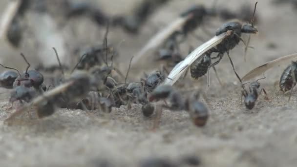 Makro Görüş Böceği Ana Kanatlı Annelerin Karınca Yuvasından Sürülmesi Sırasında — Stok video