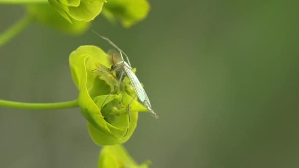 Hmyzí Muška Komár Houpající Větru Komár Midge Chironomidae Sedící Žluté — Stock video