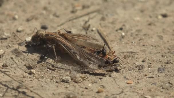 Siyah Karıncalar Ölü Çekirgeyi Kuşattı Onu Karınca Yuvasına Taşıdı — Stok video